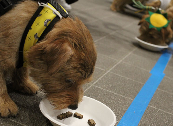 早食い競争のイメージ写真